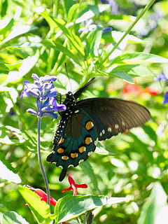 Butterfly, Nature, Insect, Wing, nector, insect, wing, spring, colorful, natural, bright, color, life, animal, lovely, attractive, feeding, bug, floral, butterfly - insect, one animal, animal themes, leaf, animals in the wild, animal wildlife, invertebrate, plant, animal wing, flower, beauty in nature, flowering plant, close-up, growth, fragility, vulnerability, day, focus on foreground, no people, pollination, flower head, 4K, CC0, public domain, royalty free