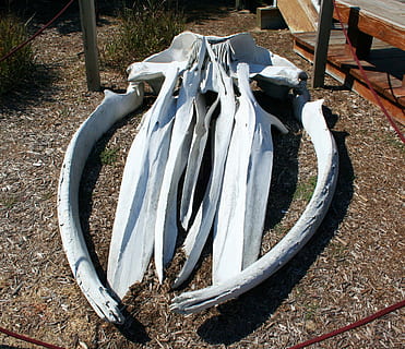 dos, blanc, decoratiu, banyes, durant el dia, balena, crani, ossos, crani, crani de balena, ossos, esquelet, mamífer, restes, mort, marí, dia, cap gent, a l'aire lliure, primer pla, naturalesa, camp, terra, llum solar, vista d’angle alt, metall, material de fusta, equipament, planta, manera de transport, herba, transport, Color blanc, roda, forma, davant o pati del darrere, 2K, CC0, domini públic, lliure de regalies