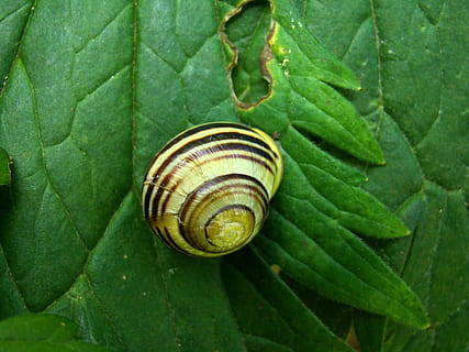 slug, animals, sea shells, stripes, plant part, animal wildlife, leaf, shell, animal themes, mollusk, animal, snail, invertebrate, close-up, green color, gastropod, animals in the wild, animal shell, one animal, spiral, nature, no people, day, plant, outdoors, 2K, CC0, public domain, royalty free