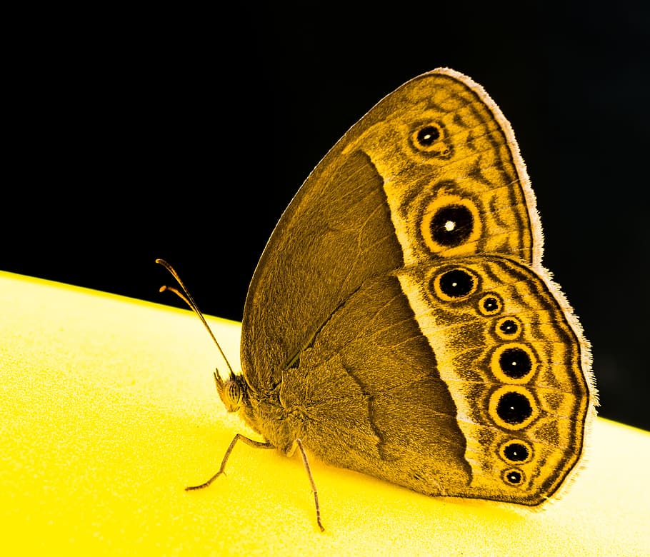 sommerfugl, insekt, sommerfugl, insekt, sommerfugl - insekt, natur, dyr, dyrefløj, makro, skønhed i naturen, multi farvet, tæt på, dyreliv, lepidoptera, sort farve, skrøbelighed, et dyr, dyre temaer, ingen mennesker, hvirvelløse, dyr i naturen, studio skud, dyr kropsdel, indendørs, dyr antenne, gul, sort baggrund, naturligt mønster, dyr markeringer, dyr øje, 4K