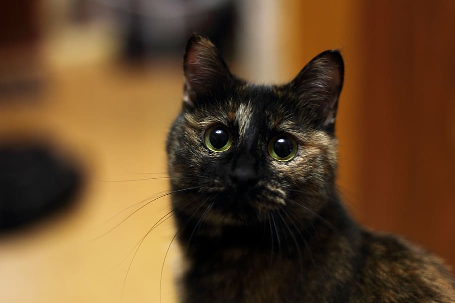 Katze, Bobtail, Säugetier, ein Tier, inländisch, Haustiere, Hauskatze, Porträt, Kamera betrachten, Nahansicht, Tierkörperteil, katzenartig, drinnen, Whisker, Fokus auf den Vordergrund, keine Leute, Tierauge, klein, 4K