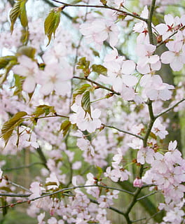 sakura, árbol, floración, rosado, primavera, naturaleza, rama, flor, color rosa, pétalo, cabeza de flor, planta, temporada, frescura, planta floreciendo, fragilidad, vulnerabilidad, belleza en la naturaleza, crecimiento, de cerca, ramita, nadie, día, flor de cerezo, al aire libre, Cerezo, 720P, CC0, dominio público, libre de derechos