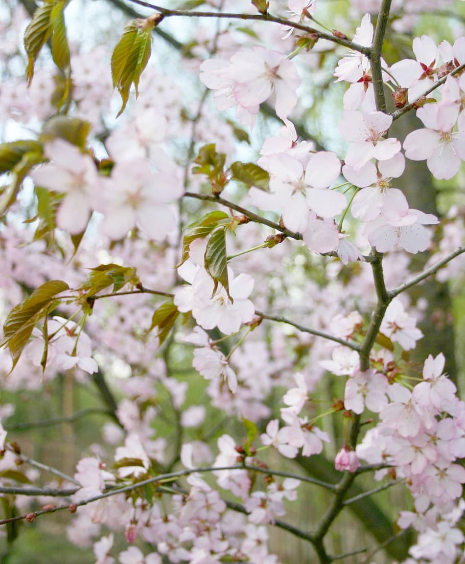 sakura, árbol, floración, rosado, primavera, naturaleza, rama, flor, color rosa, pétalo, cabeza de flor, planta, temporada, frescura, planta floreciendo, fragilidad, vulnerabilidad, belleza en la naturaleza, crecimiento, de cerca, ramita, nadie, día, flor de cerezo, al aire libre, Cerezo, 720P