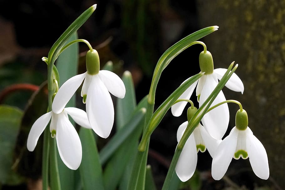 fire, hvid, blomstrede blomster, vintergæk, forår, blomst, natur, blomster, tidlig blomer, blomst hvid, tegn på foråret, marts, fælles snowdrop, flor, frühlingsblüher, store snehvaler, tæt, forårsbloem, forårsklokke, snowdrop foråret, hvid farve, plante, tæt på, blomsterhoved, vækst, kronblad, fokus på forgrunden, blomstrende plante, skrøbelighed, sårbarhed, friskhed, skønhed i naturen, blomsterstand, ingen mennesker, udendørs, dag, grøn farve, prydhave, 4K
