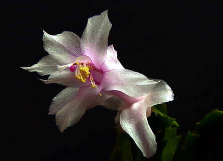 weihnachtskaktus, Kaktus, Weiß, schließen, Blume, blühende Pflanze, Zerbrechlichkeit, Verletzlichkeit, Blütenblatt, Schönheit in der Natur, Frische, Nahansicht, Blütenstand, Blütenkopf, Pflanze, Studioaufnahme, schwarzer Hintergrund, Wachstum, Natur, keine Leute, pinke Farbe, Rose, Pollen, 2K, CC0, gemeinfrei, lizenzfrei