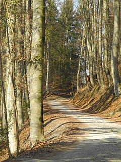 bosc, Camí, arbres, paisatge, camí forestal, lluny, naturalesa, arbre, a l'aire lliure, dia, cap gent, tronc de l'arbre, planta, tronc, terra, creixement, bellesa a la natura, tranquil·litat, escena tranquil·la, escena no urbana, medi ambient, escenics - natura, carretera, 2K, CC0, domini públic, lliure de regalies