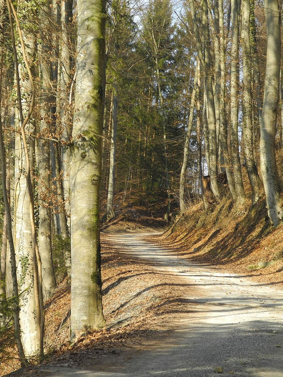 bosc, Camí, arbres, paisatge, camí forestal, lluny, naturalesa, arbre, a l'aire lliure, dia, cap gent, tronc de l'arbre, planta, tronc, terra, creixement, bellesa a la natura, tranquil·litat, escena tranquil·la, escena no urbana, medi ambient, escenics - natura, carretera, 2K