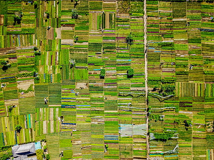 grøn bog masse, untitled, grøn, felter, linjer, mønster, luftfoto, grøn farve, landbrug, Mark, scenics - natur, ris - kornplante, miljø, plante, landlige scene, gård, landskab, fuld ramme, natur, ingen mennesker, vækst, ris paddy, jord, udendørs, skønhed i naturen, træ - materiale, ro, havearbejde, 2K, CC0, offentligt domæne, royaltyfrie