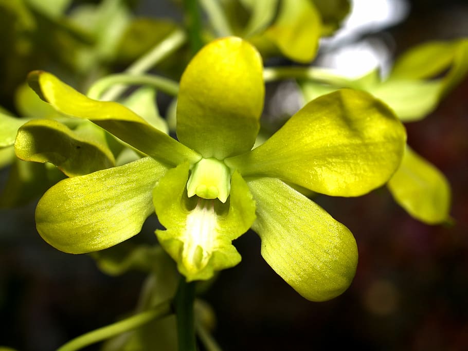 orquídies, flor, brillant, violeta, flora, creixement, decoració, brot, fullatge, natural, oriental, individual, tropical, primavera, conservació, pètal, botànic, cap, luxe, estiu, esdeveniment, netejar, falanges, florir, margarida, bufat, carpell, rosa, porpra, decoratiu, bouquet, color, planta, exuberant, elegància, ornamentat, bonic, branca, naturalesa, exòtic, botànica, primer pla, bellesa a la natura, frescor, planta amb flors, centrar-se en primer pla, vulnerabilitat, color verd, cap gent, dia, fragilitat, groc, cap de flor, inflorescència, part de la planta, a l'aire lliure, 2K