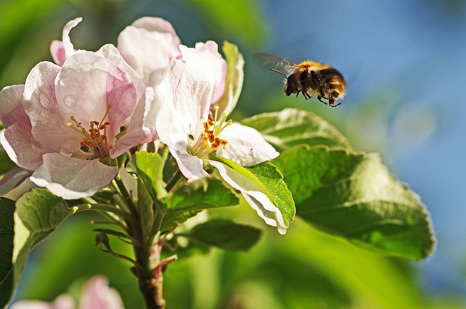 poc profund, fotografia de lent de focus, abella, flor, Abellot, flor de poma, vol, error, pol·len, primavera, estiu, naturalesa, insecte, polinització, planta, pètal, primer pla, planta amb flors, bellesa a la natura, temes d'animals, invertebrat, animal, fauna animal, frescor, un animal, animals a la natura, fragilitat, vulnerabilitat, cap de flor, creixement, cap gent, a l'aire lliure, flotant, 4K