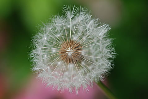 dent de lleó, fluff, primavera, verd, blanc, natural, gota d’aigua, clar, herba, flor, planta amb flors, planta, fragilitat, vulnerabilitat, primer pla, frescor, bellesa a la natura, inflorescència, centrar-se en primer pla, creixement, cap de flor, llavor de dent de lleó, cap gent, Color blanc, naturalesa, suavitat, enfocament selectiu, 4K, CC0, domini públic, lliure de regalies