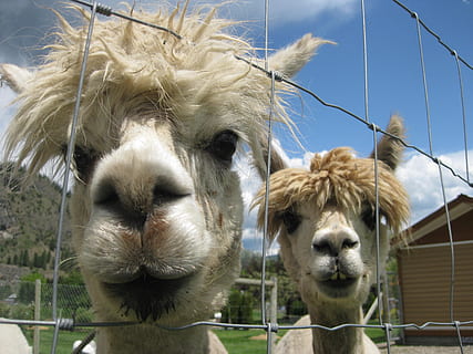 alpacas, animales, cabeza, temas de animales, animal, mamífero, ganado, grupo de animales, animales domesticos, día, de cerca, nadie, mirando a la cámara, cabeza de animal, parte del cuerpo del animal, barrera, límite, cerca, retrato, cielo, mascotas, centrarse en primer plano, naturaleza, al aire libre, 2K, CC0, dominio público, libre de derechos