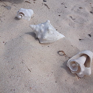 Muschelschalen, Strand, Ozean, Sand, Muscheln, keine Leute, Nahansicht, Tag, draußen, Land, High Angle View, Tier, Tierwelt, Natur, Tierthemen, weiße Farbe, Tiere in freier Wildbahn, Meer, Schönheit in der Natur, Tierdarstellung, Stillleben, Darstellung, Schale, ein Tier, Marine, 1080P, CC0, gemeinfrei, lizenzfrei