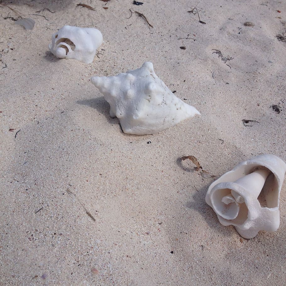 Muschelschalen, Strand, Ozean, Sand, Muscheln, keine Leute, Nahansicht, Tag, draußen, Land, High Angle View, Tier, Tierwelt, Natur, Tierthemen, weiße Farbe, Tiere in freier Wildbahn, Meer, Schönheit in der Natur, Tierdarstellung, Stillleben, Darstellung, Schale, ein Tier, Marine, 1080P
