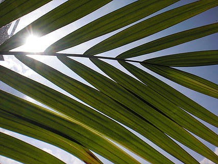 blad, lys, sol, himmel, meditation, baggrund, plante del, plante, Palme træ, vækst, ingen mennesker, sollys, grøn farve, natur, træ, palmblad, mønster, skønhed i naturen, dag, tropisk klima, baggrunde, lav vinkel visning, ro, tæt på, udendørs, 2K, CC0, offentligt domæne, royaltyfrie