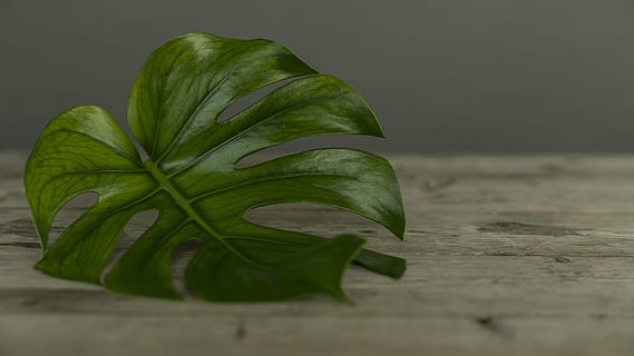 Grün, Blatt, braun, Oberfläche, Tabelle, Studio, schießen, Blumen, Monstera, Holz - Material, Natur, grüne Farbe, Frische, Pflanze, Hintergründe, Nahansicht, organisch, Essen und Trinken, keine Leute, Lebensmittel, Pflanzenteil, selektiver Fokus, drinnen, Stillleben, Wachstum, Studioaufnahme, Wohlbefinden, Schönheit in der Natur, Blätter, schwarzer Hintergrund, 4K, CC0, gemeinfrei, lizenzfrei