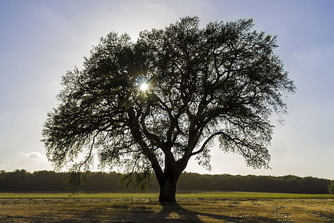 albero, sole, ruscello, natura, raggio, sole, ruscello, alberi, cielo, verde, calabria, luce, fogliame, estate, pianta, tramonto, riflessione, spiaggia, mare, parco, Italia, inverno, paesaggio, le foglie, tramonto del sole, gli ombrelli, alba, costruire, sila, collina, nuvole, lago, lago di lugano, silhouette, all'aperto, scena rurale, la tranquillità, campo, bellezza nella natura, scena tranquilla, luce del sole, ambiente, terra, erba, scenics - natura, crescita, nessuno, scena non urbana, riflesso lente, 2K, CC0, dominio pubblico, privo di copyright
