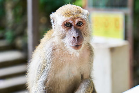 Affe, süß, Tiere, Primas, Porträt, Tier, asiatisch, Überblick, wunderschönen, wenig, die Unschuld, Säugetier, Feder, Evolution, ein Tier, Fokus auf den Vordergrund, Tierwelt, Wirbeltier, Tiere in freier Wildbahn, Tag, keine Leute, suchen, Wegschauen, Nahansicht, Tiere in Gefangenschaft, Zoo, Sitzung, Haar, 5K, CC0, gemeinfrei, lizenzfrei