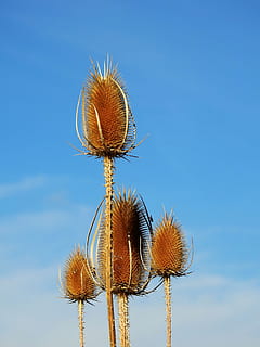 tistel, ugress, ufullstendig, stikk, vill plante, flora, natur, spisse blomst, sommer, feltblomst, jordbruk, himmel, dyrkbar, felt, piggete, fare, blå, ingen folk, anlegg, blomst, skjønnhet i naturen, lav vinkel visning, dag, blomstrende plante, tørke, utendørs, klar himmel, friskhet, nærbilde, sollys, vekst, torn, blomsterhodet, 4K, CC0, offentlig domene, opphavsrett gratis