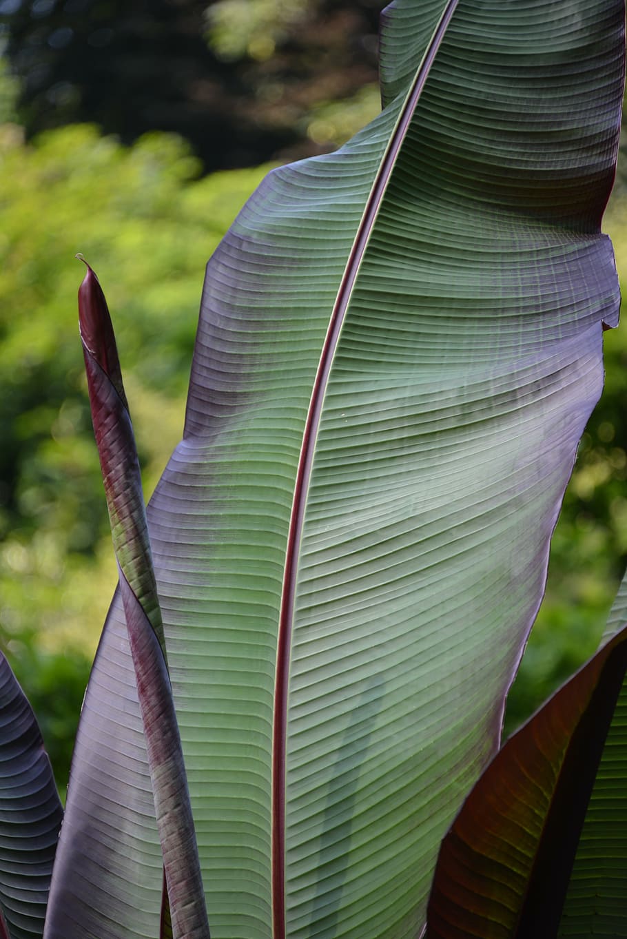 blad, struktur, plante, grøn, håndflade, palmblad, lysegrøn, palm fronds, bregne, fan palm, baggrund, makro, store blade, palme blade, fokus på forgrunden, dag, vækst, tæt på, natur, plante del, grøn farve, ingen mennesker, udendørs, skønhed i naturen, træ, bananblad, banantræ, sollys, jord, tropisk klima, blade, blødhed, bambus - plante, 5K