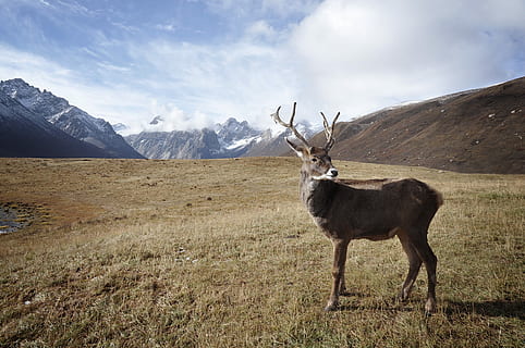 maro, gri, cerb, verde, iarba câmp, timpul zilei, iarbă verde, natură, Munte, animal, mamifer, în aer liber, animale sălbatice, peisaj, scenics, animale în sălbăticie, zona de sălbăticie, de munte, cu coarne, un animal, animale tematice, scenice - natura, frumusețe în natură, cer, zi, scenă non-urbană, permanent, mediu inconjurator, animale vertebrate, teren, nor - cer, nici o persoana, erbivor, un munte acoperit de zăpadă, 2K, CC0, domeniu public, fără drepturi de autor