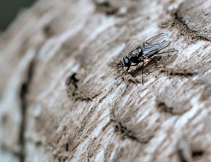fliegen, schließen, Insekt, Makro, Fluginsekt, Natur, Flügel, Tierthemen, Tier, wirbellos, Tiere in freier Wildbahn, Tierwelt, Nahansicht, ein Tier, selektiver Fokus, Holz - Material, Tierflügel, Stubenfliege, Tag, keine Leute, draußen, texturiert, High Angle View, Fokus auf den Vordergrund, Tierauge, 1080P, CC0, gemeinfrei, lizenzfrei