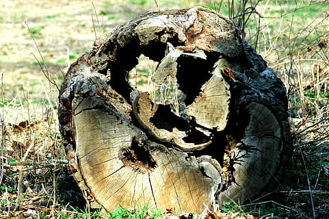 arbre malalt, derrotat, prat, arbre, bosc, terra, primer pla, naturalesa, planta, material de fusta, camp, cap gent, dia, registre, fusta, llum solar, centrar-se en primer pla, escorça, tronc, bolets, textura, fong, 2K, CC0, domini públic, lliure de regalies