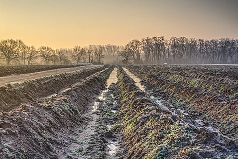 sortida del sol, llum, humor, hivern, al matí, fred, gelada, agricultura, naturalesa, paisatge, camp, temporada, arbres, traces, il·luminació, morgenrot, prat, hdr, rang dinàmic alt, contrast, planta, terra, arbre, medi ambient, cel, escena rural, cap gent, escenics - natura, brutícia, bellesa a la natura, escena tranquil·la, carretera, en fila, a l'aire lliure, posta de sol, 5K, CC0, domini públic, lliure de regalies