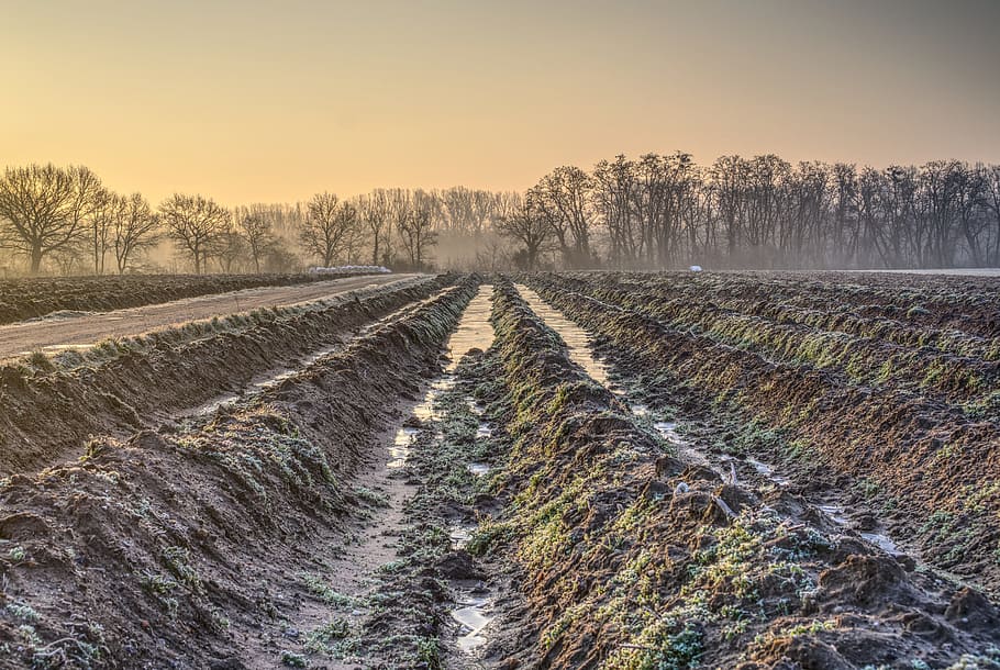 sortida del sol, llum, humor, hivern, al matí, fred, gelada, agricultura, naturalesa, paisatge, camp, temporada, arbres, traces, il·luminació, morgenrot, prat, hdr, rang dinàmic alt, contrast, planta, terra, arbre, medi ambient, cel, escena rural, cap gent, escenics - natura, brutícia, bellesa a la natura, escena tranquil·la, carretera, en fila, a l'aire lliure, posta de sol, 5K