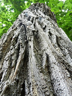 drzewo, konar, tekstura, las, bagażnik samochodowy, Natura, kora, Zielony, drewno, kora drzewa, konar drzewa, struktura, pnia drzewa, teksturowane, szorstki, zbliżenie, dzień, roślina, wzrost, żadnych ludzi, kora roślinna, wzór, niski kąt widzenia, na dworze, skupić się na pierwszym planie, drewno - materiał, szczekać, naturalny wzór, tła, 4K, CC0, domena publiczna, darmowe zdjęcia