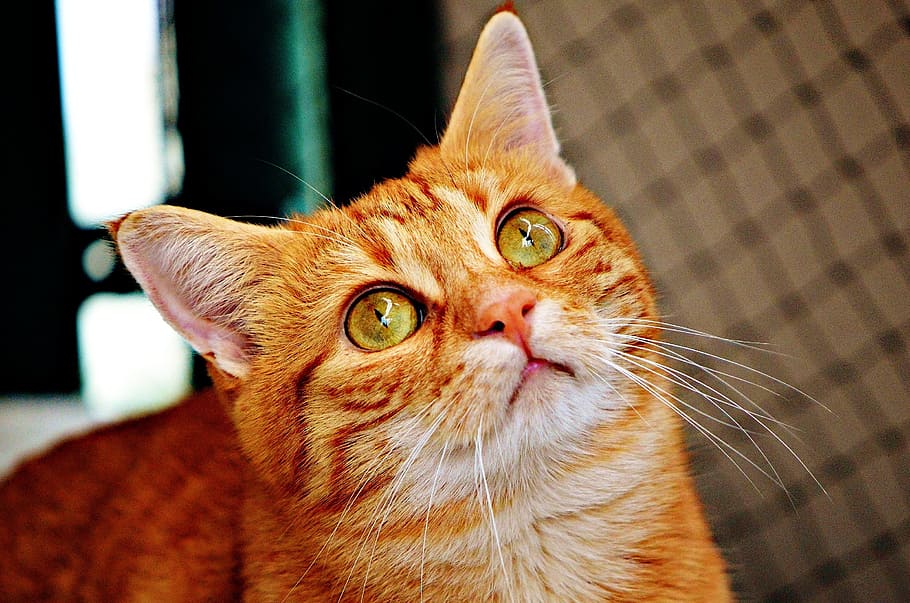 selektiv, fokus fotografie, Orange, tabby, Katze, rot, süß, Makrele, Tiger, Süss, knuddelig, Tier, Hauskatze, Pelz, Tierwelt, Haustier, adidas, Katzengesicht, junge Katze, spielerisch, rote Makrele getigert, Kätzchen, rote Katze, inländisch, Haustiere, Tierthemen, katzenartig, Säugetier, ein Tier, Wirbeltier, Whisker, Nahansicht, Fokus auf den Vordergrund, drinnen, keine Leute, Tierkörperteil, suchen, Porträt, Kamera betrachten, Tierkopf, Tierauge, 1080P