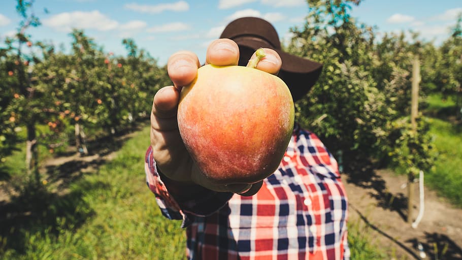 Person, halten, Orange, Apfelfrucht, genommen, tagsüber, Person, die Apfel hält, Apfel, Obst, Hand, Obstgarten, eine Person, Pflanze, Essen und Trinken, Fokus auf den Vordergrund, gesundes Essen, echte Menschen, Tag, Natur, Wohlbefinden, Lebensmittel, Männer, menschliche Hand, Baum, Bauernhof, menschliches Körperteil, Frische, Landwirtschaft, draußen, organisch, reif, Finger, 5K