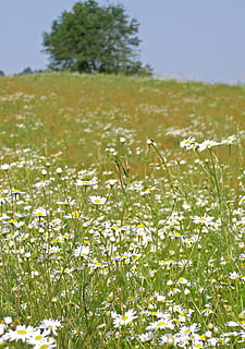 meadow, camomile, spring, sunny day, grass, vegetation, summer, nature, plant, growth, field, flower, beauty in nature, flowering plant, green color, freshness, land, day, no people, tranquility, vulnerability, close-up, fragility, focus on foreground, outdoors, springtime, 2K, CC0, public domain, royalty free