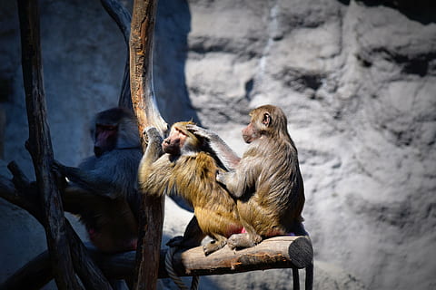 opice, lidoopů, zoo, primát, zvíře, savec, volně žijících živočichů, Příroda, makak, roztomilý, zvířat, zvířata ve volné přírodě, skupina zvířat, obratlovců, nikdo, mladé zvíře, sedící, strom, den, zaměřit se na popředí, dvě zvířata, dřevo - materiál, venku, pavián, 5K, CC0, veřejná doména, bez autorských práv