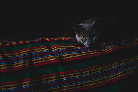 kat, at lyve, klæde, grå, gul, øje, katnap, kæledyr, killing, kitty, tæppe, indenlandske kat, dyr, nuttet, sovende, husdyr, ligger ned, feline, leder, pattedyr, et dyr, multi farvet, dyre temaer, indendørs, indenlandske, hvirveldyr, kigger på kameraet, portræt, sort farve, bakkenbart, mennesker, tekstil, dyr øje, sort baggrund, 5K, CC0, offentligt domæne, royaltyfrie