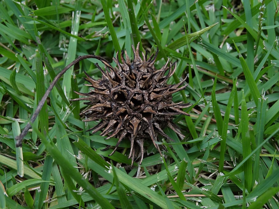 espines, con, arbre, volant, araucaria, pinheiro, planta, color verd, creixement, naturalesa, part de la planta, cap gent, full, bellesa a la natura, primer pla, dia, camp, frescor, flor, a l'aire lliure, terra, tranquil·litat, vista d’angle alt, planta amb flors, marc complet, menjar i beguda, picant, 2K