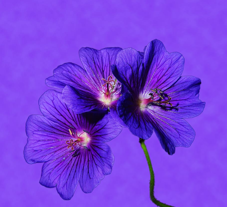 flor, flors, blau, tancar, color, llum de fons, colorit, intensiu, jardí, principis d’estiu, planta amb flors, fragilitat, frescor, vulnerabilitat, planta, cap de flor, bellesa a la natura, porpra, inflorescència, pètal, primer pla, creixement, naturalesa, cap gent, pol·len, a l'aire lliure, tir de l'estudi, fons blau, 2K