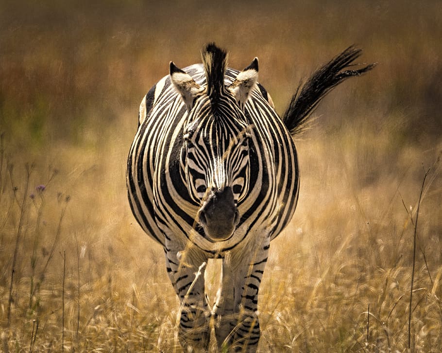 seletivo, fotografia, zebra, corrida, perto, listras, rabo, animal, temas animais, animais selvagens, listrado, animais em estado selvagem, mamífero, safári, ninguém, um animal, natureza, vertebrado, olhando para a câmera, plantar, destinos de viagem, reserva natural, padronizar, grama, ao ar livre, semi-árido, herbívoro, 4K