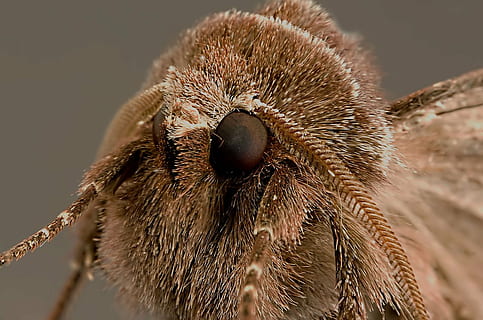 arna, animal, error, insecte, naturalesa, petit, macro, monstre, temes d'animals, un animal, fauna animal, animals a la natura, primer pla, cap gent, centrar-se en primer pla, mamífer, dia, marró, part del cos dels animals, invertebrat, eriçó, a l'aire lliure, aliments de castanya, enfocament selectiu, espigada, boca d’animals, 720P, CC0, domini públic, lliure de regalies