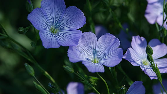 Fleur-de-Lin, Frühling, Blume, blühende Pflanze, Pflanze, Schönheit in der Natur, Frische, lila, Nahansicht, Blütenblatt, Wachstum, Zerbrechlichkeit, Blütenstand, Blütenkopf, Natur, Verletzlichkeit, Fokus auf den Vordergrund, keine Leute, Blau, Botanik, blühen, Tag, Pollen, Blumenbeet, Iris - Pflanze, Gartenarbeit, Ziergarten, 5K, CC0, gemeinfrei, lizenzfrei