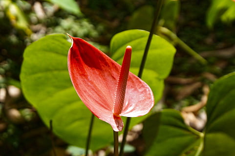 blomst, stilk, rosa, blad, natur, El Salvador, plante, skønhed i naturen, skrøbelighed, sårbarhed, tæt på, vækst, blomstrende plante, fokus på forgrunden, kronblad, friskhed, blomsterhoved, blomsterstand, plante del, ingen mennesker, dag, rød, udendørs, forår, pollen, 5K, CC0, offentligt domæne, royaltyfrie