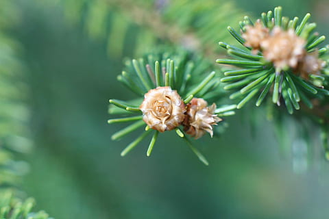 macro, agulles, bosc, picea, planta, branca, primer pla, fulles, parc, rascado, color verd, naturalesa, creixement, enfocament selectiu, flor, bellesa a la natura, frescor, cap gent, centrar-se en primer pla, planta amb flors, dia, a l'aire lliure, vulnerabilitat, full, fragilitat, tranquil·litat, pi, arbre de coníferes, agulla - part de la planta, cap de flor, 1080P, CC0, domini públic, lliure de regalies
