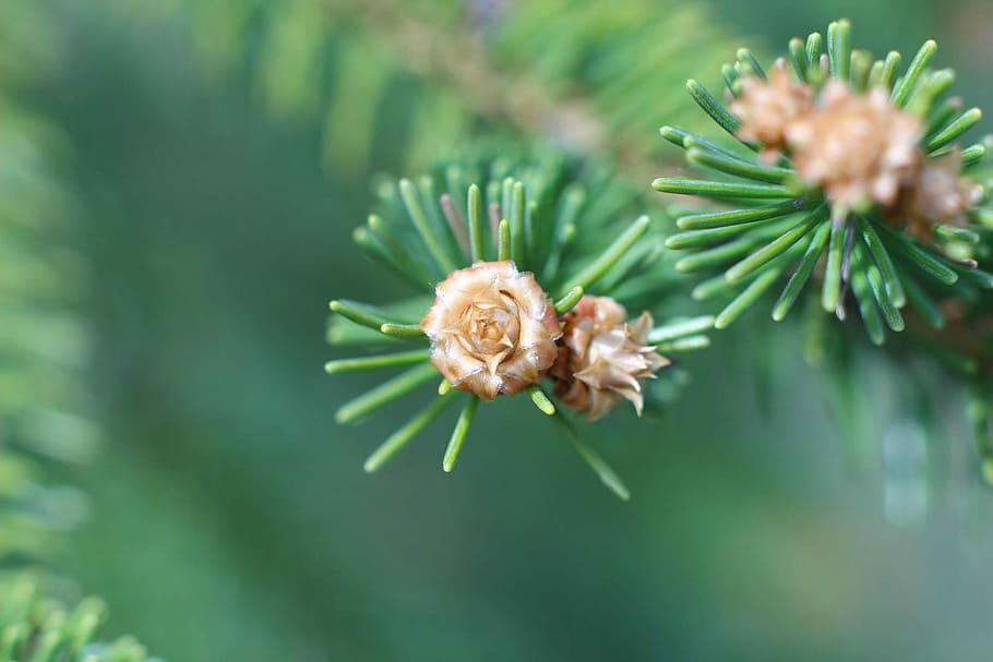 macro, agulles, bosc, picea, planta, branca, primer pla, fulles, parc, rascado, color verd, naturalesa, creixement, enfocament selectiu, flor, bellesa a la natura, frescor, cap gent, centrar-se en primer pla, planta amb flors, dia, a l'aire lliure, vulnerabilitat, full, fragilitat, tranquil·litat, pi, arbre de coníferes, agulla - part de la planta, cap de flor, 1080P