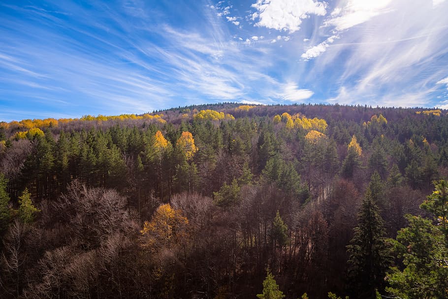 aereo, tiro, alberi, stagione autunnale, blu, cielo, conifera, luce del giorno, autunno, foresta, natura, all'aperto, panoramico, soleggiato, boschi, albero, pianta, scenics - natura, bellezza nella natura, terra, nuvola - cielo, nessuno, paesaggio, bosco, ambiente, scena non urbana, scena tranquilla, collina, la tranquillità, Pino, albero di conifere, bosco di pini, 5K