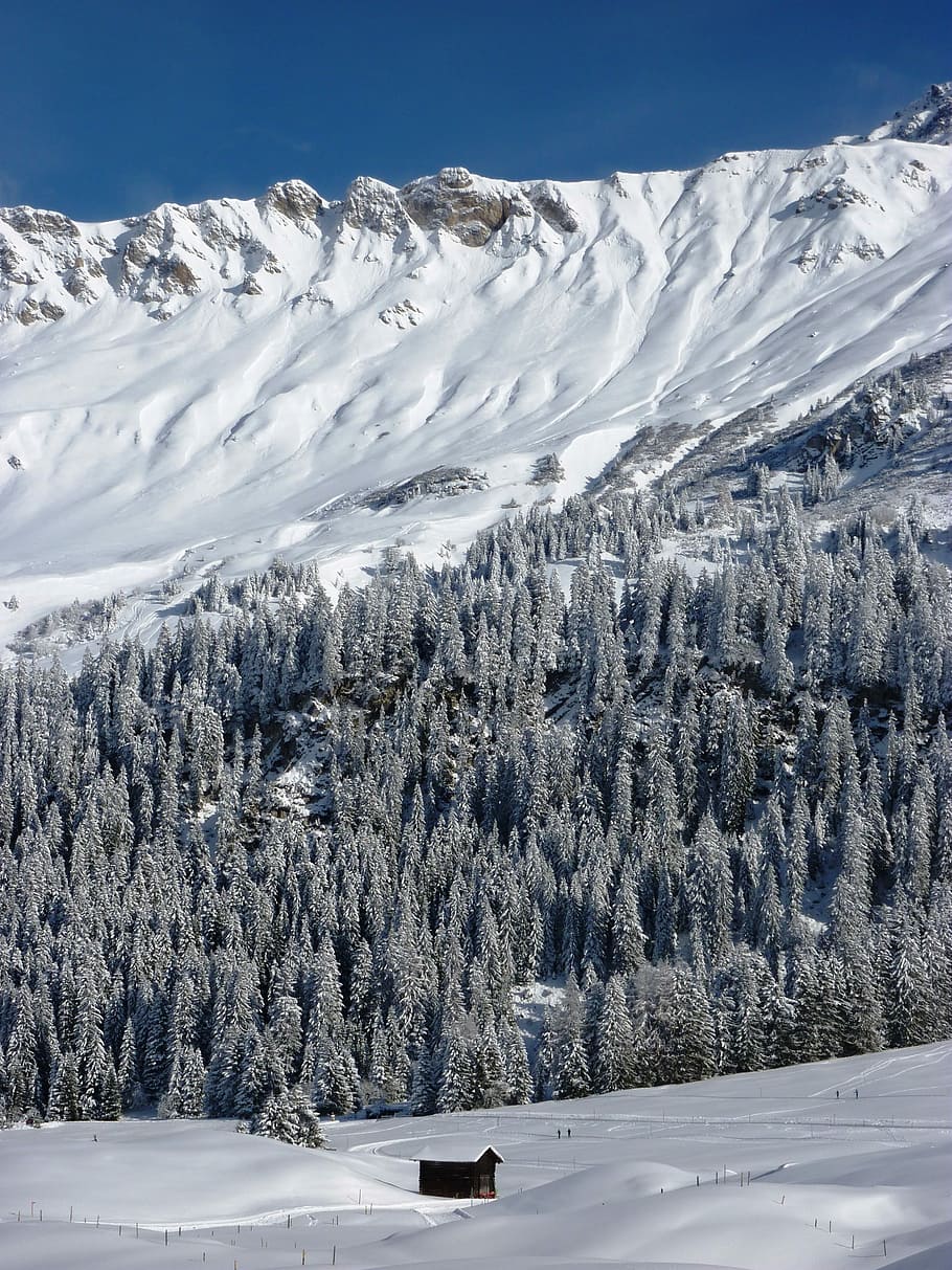 hiver, neige, hivernal, du froid, paysage, neigeux, le froid hivernal, Suisse, les Grisons, parpan, la nature, des arbres, température froide, Montagne, personne, beauté dans la nature, paysages - nature, scène tranquille, arbre, tranquillité, plante, journée, scène non urbaine, environnement, couleur blanche, ciel, couvrant, montagne au sommet enneigé, pin, en plein air, conifère, 2K