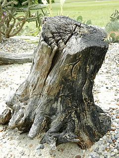 drzewo, konar, tekstura, bagażnik samochodowy, Natura, kora, Zielony, drewno, kora drzewa, konar drzewa, struktura, suchy, Okres suszy, dzień, teksturowane, żadnych ludzi, zbliżenie, pnia drzewa, roślina, drewno - materiał, na dworze, szczekać, światło słoneczne, szorstki, wylądować, las, pole, naturalny wzór, skupić się na pierwszym planie, martwa roślina, 4K, CC0, domena publiczna, darmowe zdjęcia