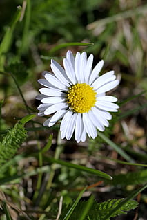 papatya, tek, çiçek, çimen, minik, çayır, bahar, beyaz pul, Sarı, makro, doğa, taçyaprağı, çiçek kafa, büyüme, Beyaz renk, çiçekli bitki, bitki, kırılganlık, tazelik, Güvenlik açığı, doğada güzellik, çiçeklenme, kapatmak, ön plana odaklanmak, gün, insansız, polen, botanik, 4K, CC0, kamu malı, telif ücretsiz