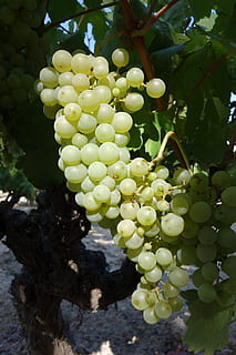 raïm, cluster, vinya, fruita, alimentació saludable, menjar i beguda, creixement, menjar, planta, arbre, frescor, primer pla, naturalesa, dia, bellesa a la natura, cap gent, color verd, munt, benestar, agricultura, full, a l'aire lliure, elaboració de vins, madur, plantació, 5K, CC0, domini públic, lliure de regalies