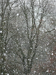 snefald, sne, snefnug, snestorm, vinter, flake, vinterdrøm, kold, isnende, hvid, sne storms, træer, dårlig, oversigt, natur, kold temperatur, baggrunde, fuld ramme, træ, plante, ingen mennesker, dag, afdeling, skønhed i naturen, vækst, sner, udendørs, ro, Skov, jord, lav vinkel visning, kirsebær blomst, Kirsebærtræ, 2K, CC0, offentligt domæne, royaltyfrie