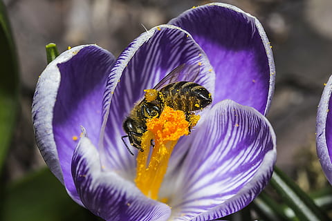Biene, Krokus, Frühling, Natur, Insekt, Pflanze, lila, violett, Grün, Blume, Makro, Farbe, draußen, Garten, Ostern, Blumenbeet, Blütenblatt, Weiß, blühen, Frische, Pollen, blühende Pflanze, Schönheit in der Natur, Tierthemen, Tierwelt, Tier, Blütenkopf, Verletzlichkeit, Zerbrechlichkeit, Tiere in freier Wildbahn, Nahansicht, ein Tier, Blütenstand, Wachstum, Bestäubung, keine Leute, Iris, Schmetterling - Insekt, 5K, CC0, gemeinfrei, lizenzfrei